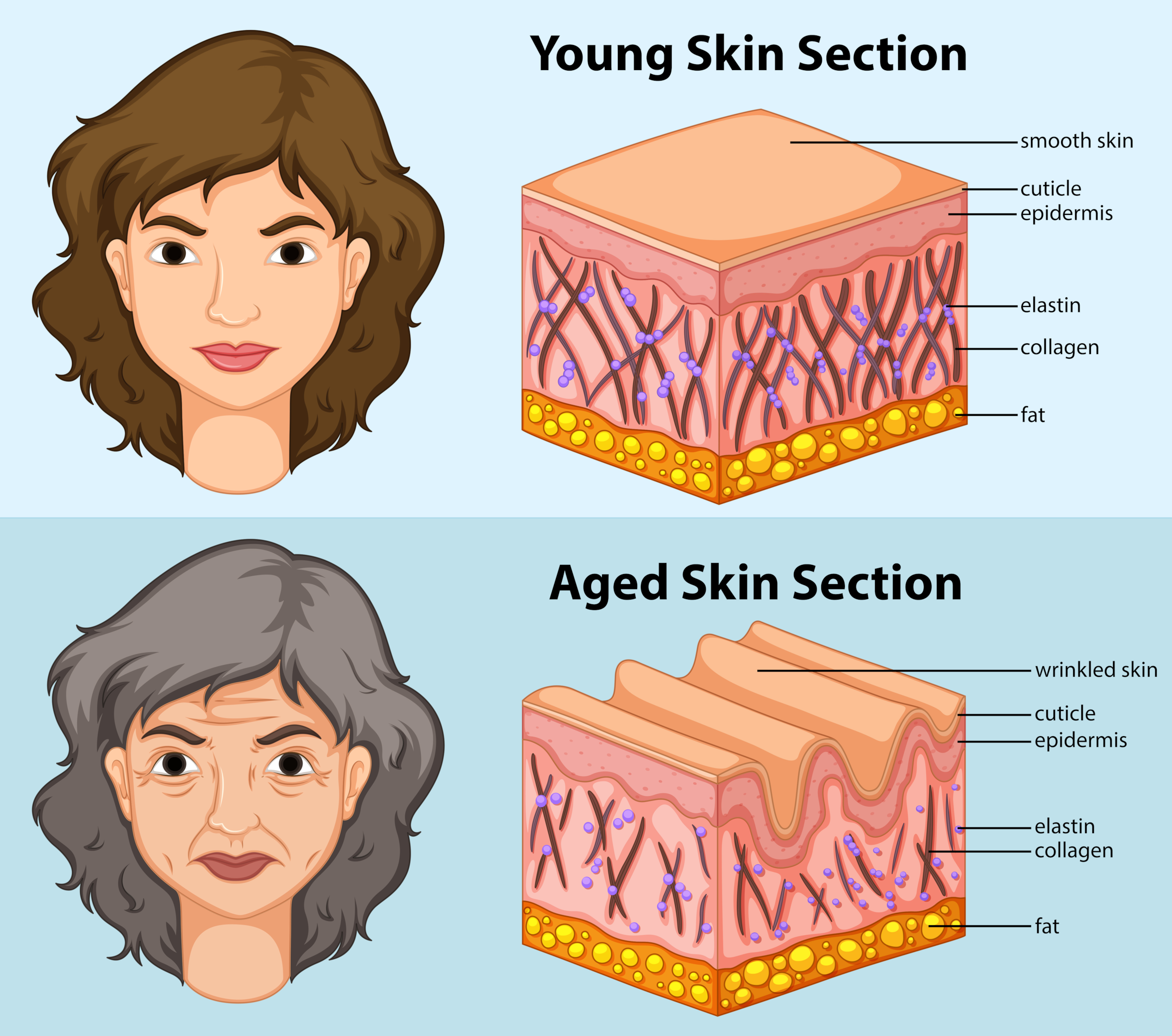 Skin Aging Process